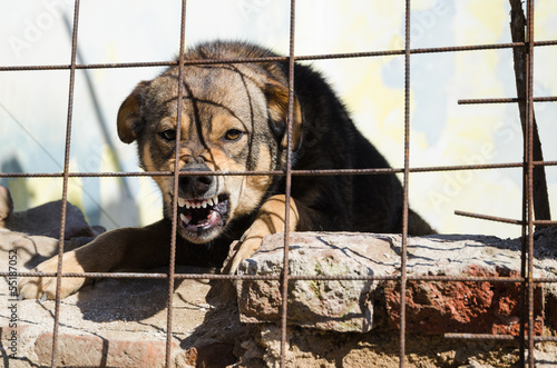 Valokuva Furious dog caged up