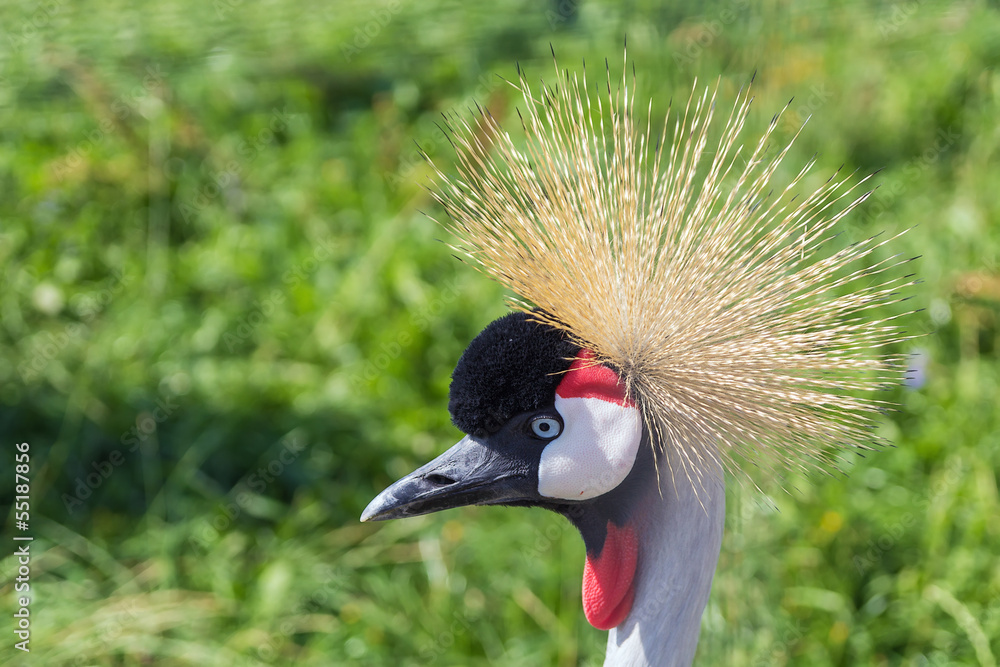 Fototapeta premium Black Crowned Crane