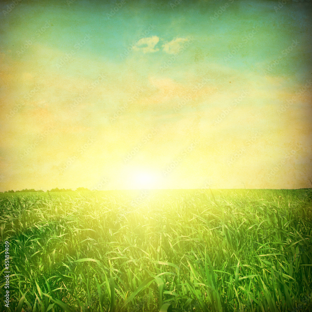 Obraz premium Green grass field at sunset. Grunge style photo.