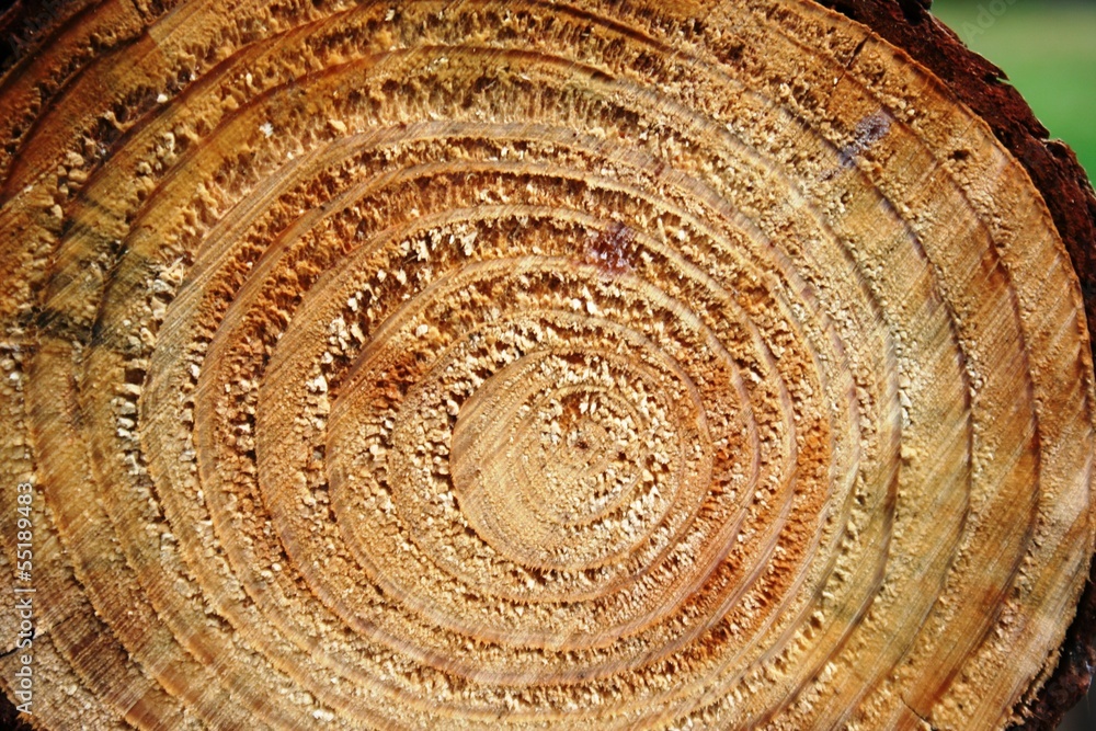 Fototapeta premium wood texture