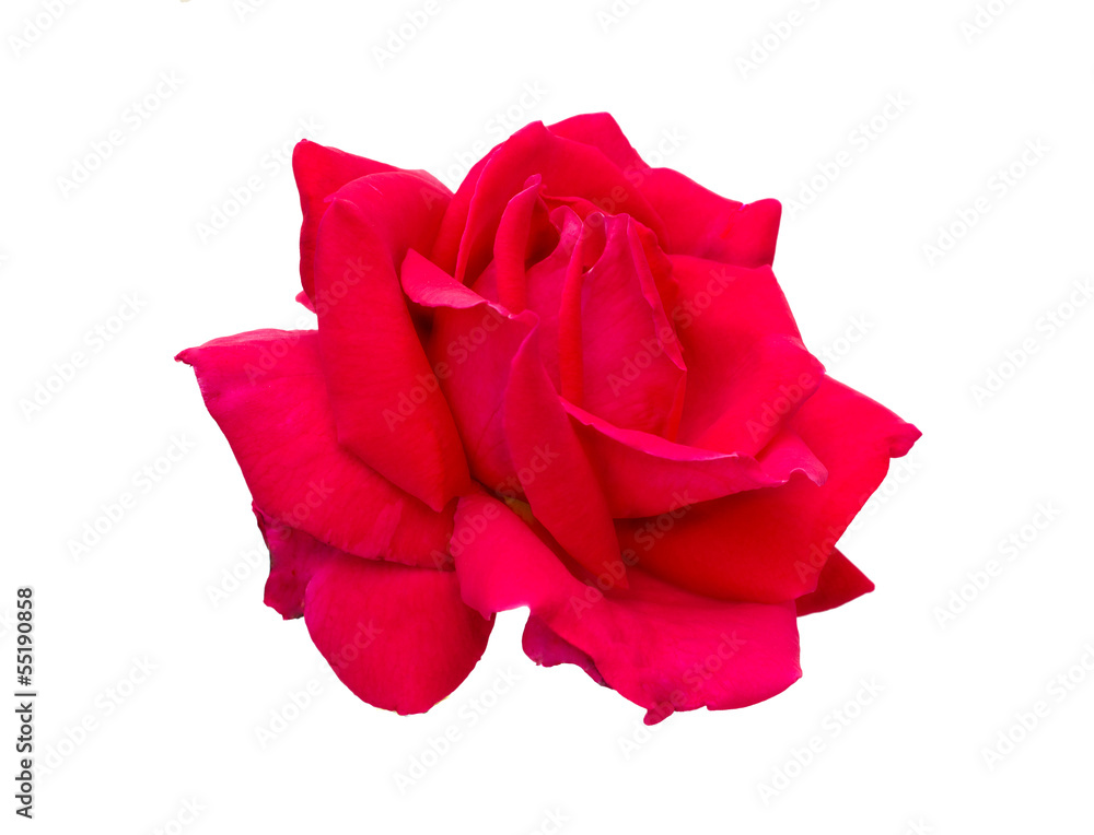 red rose is on a white background red rose is on a white background