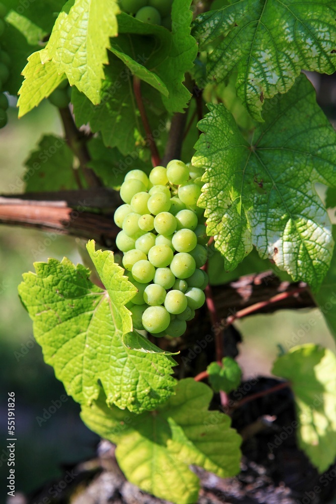 Vineyards Vineyards