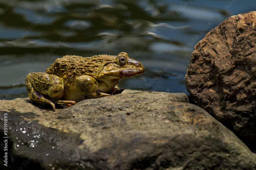 Fototapeta premium Frog on the rock