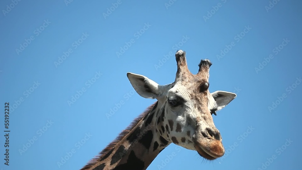 Closeup portrait of a giraffe against blue sky Closeup portrait of a giraffe against blue sky