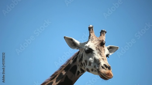 Closeup portrait of a giraffe against blue sky
