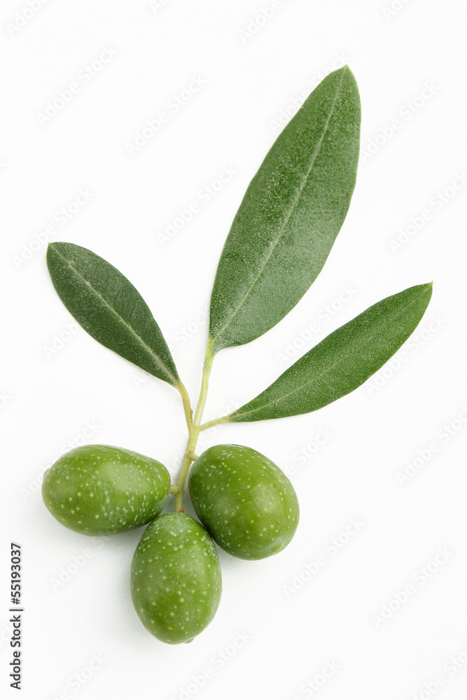 Ramo di ulivo con foglie e olive#2 Ramo di ulivo con foglie e olive#2