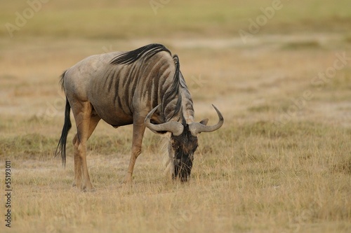 Gnu