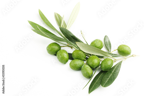 Ramo di ulivo con foglie e olive 3