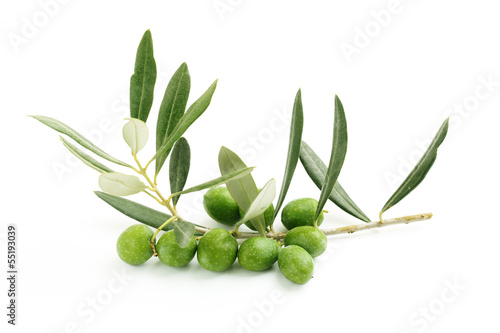 Ramo di ulivo con foglie e olive 4