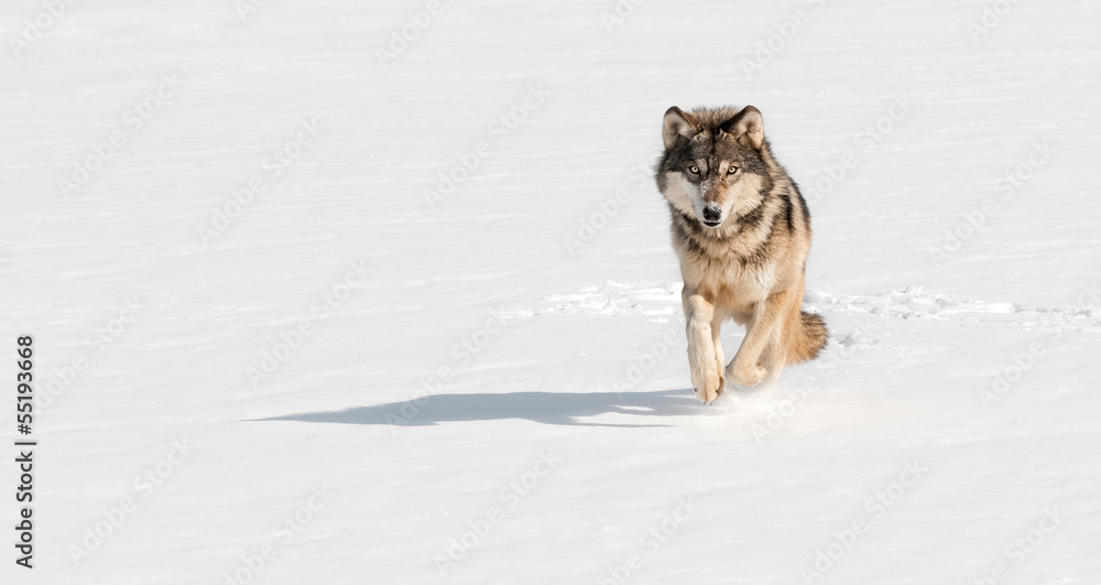 Naklejka premium Grey Wolf (Canis lupus) Runs at Viewer on Snowy Riverbed