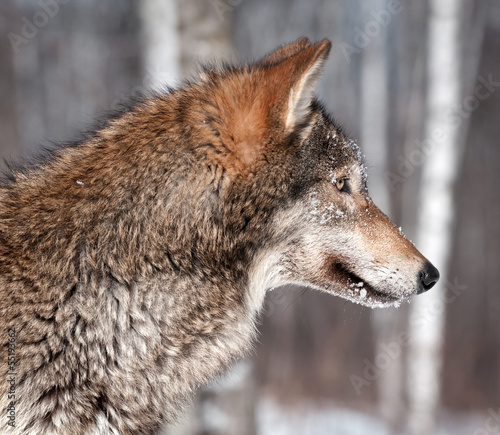 Grey Wolf  Canis lupus  Profile