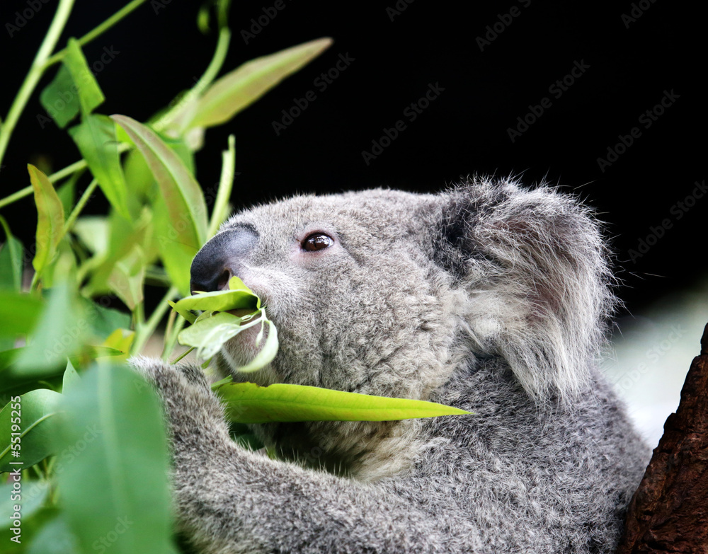 Naklejka premium koala eating eucalyptus leaves.