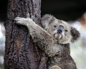 Ingelijste posters Koala Koala kijkt recht in lens  © kamonrat