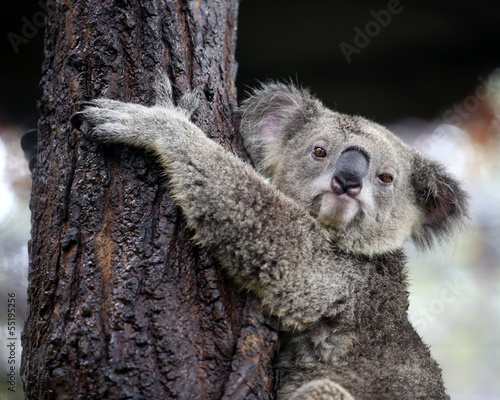 koala looking camera