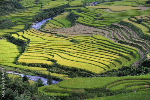 rice terraces in Sapa  Vietnam