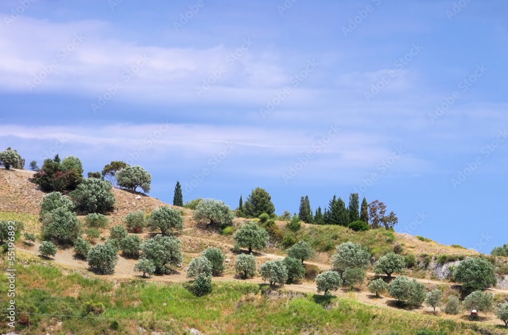 Olivenhain in Kalabrien - olive grove in Calabria 03