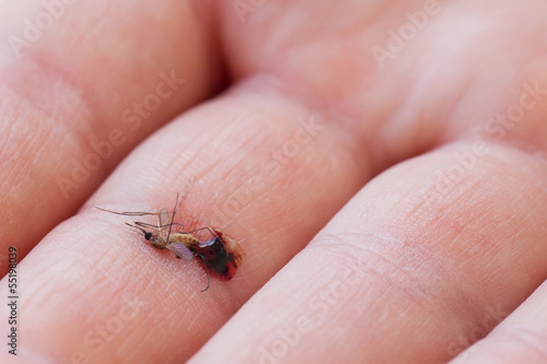 Dead mosquito with blood © michaklootwijk
