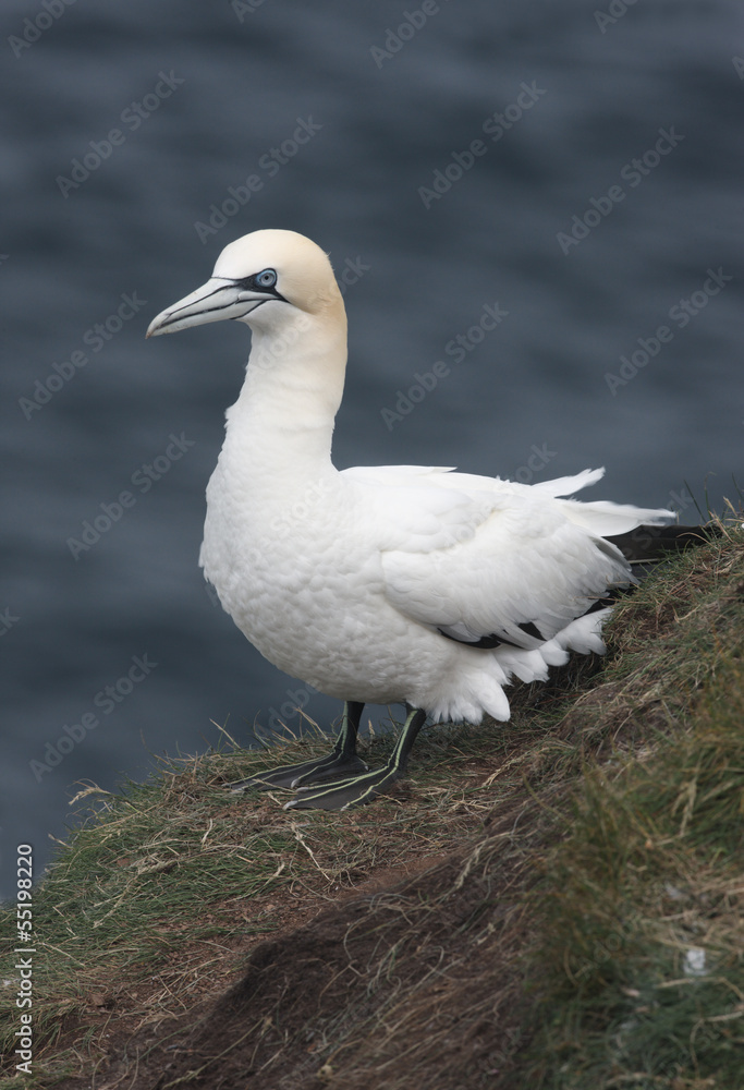 Fototapeta premium Gannet, Sula bassana
