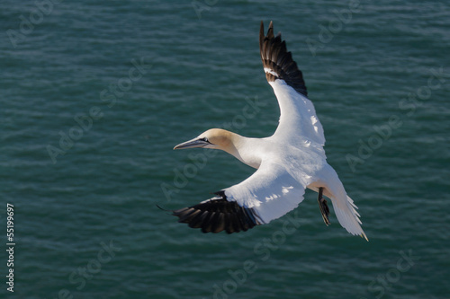 Flying Northern Gannet