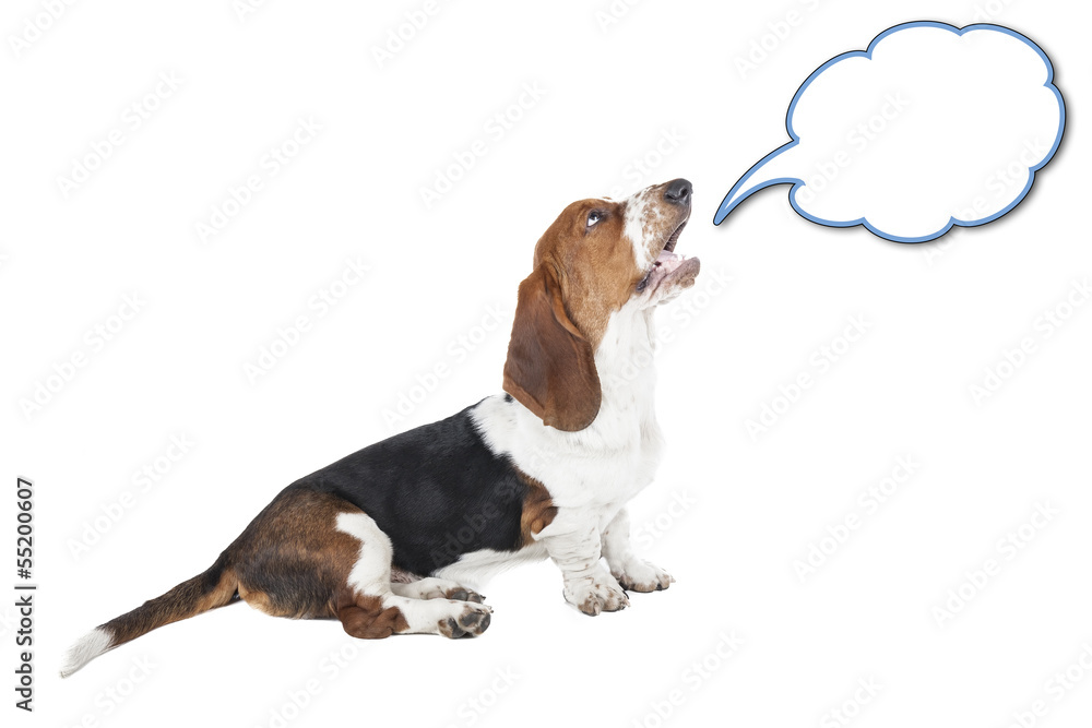Basset hound speaks on a white background in studio
