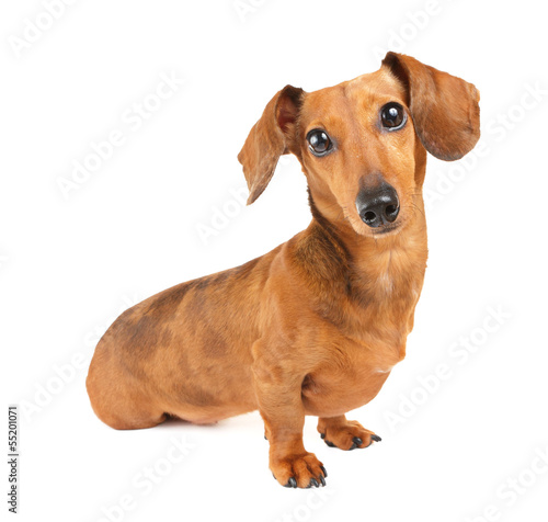 Dachshund dog portrait © leungchopan