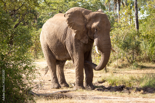 Elephant Bull in Habitat