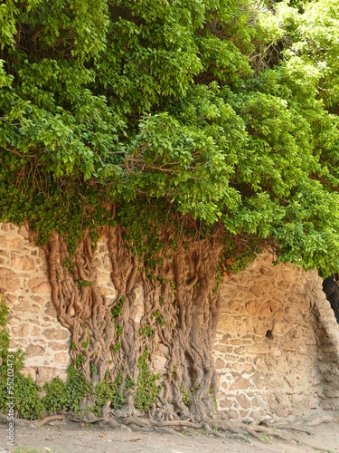 drzewo w murze