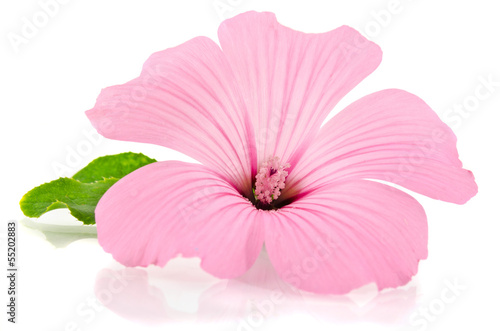 Fototapeta Naklejka Na Ścianę i Meble -  Beautiful pink flower