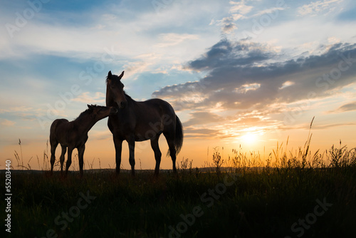 Foto two horses at sunset