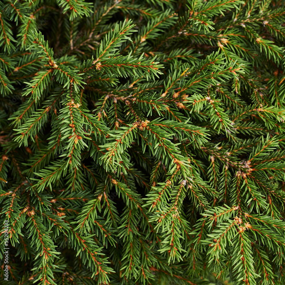 Fir-needle tree branches