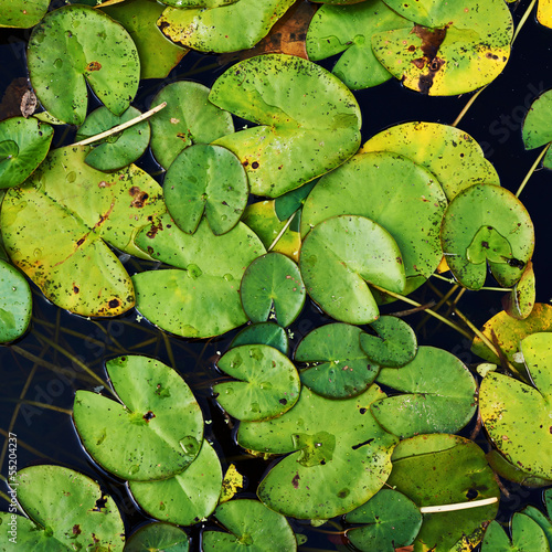 Water lily nymphaea leaves