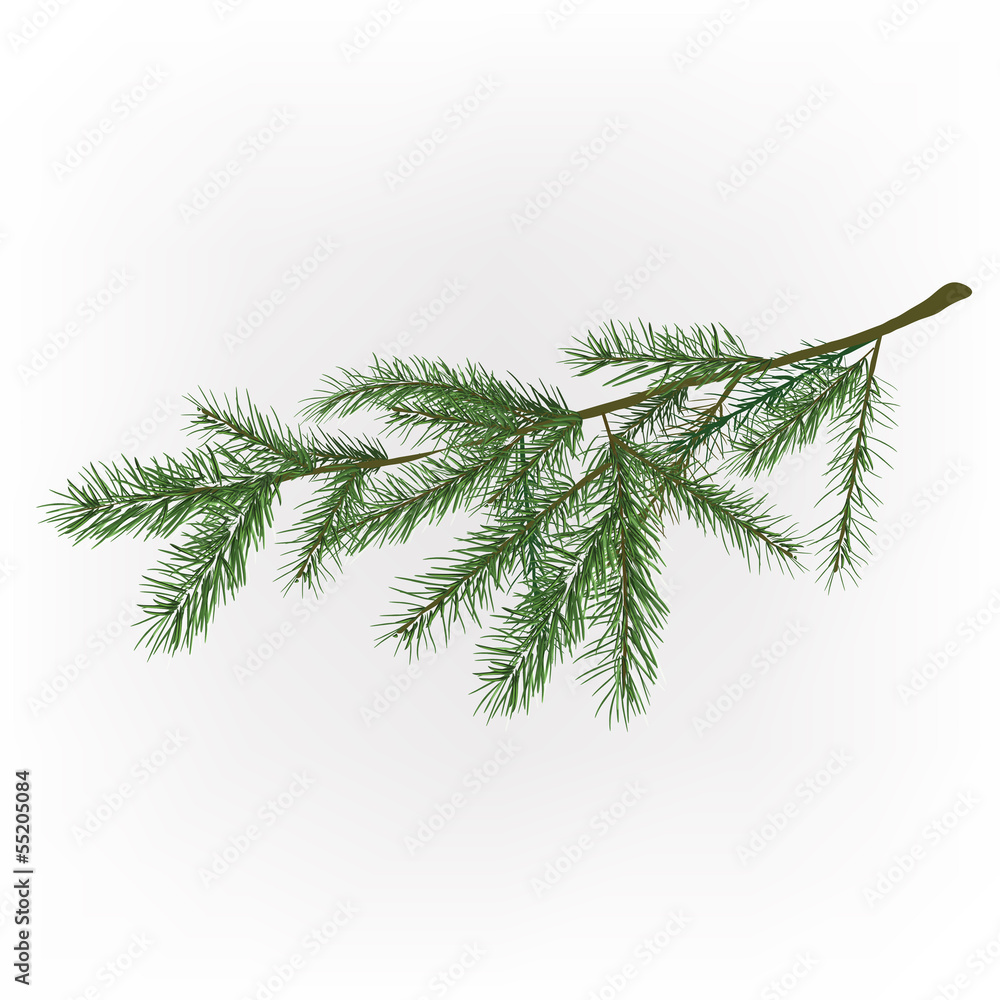 01_Christmas tree branch