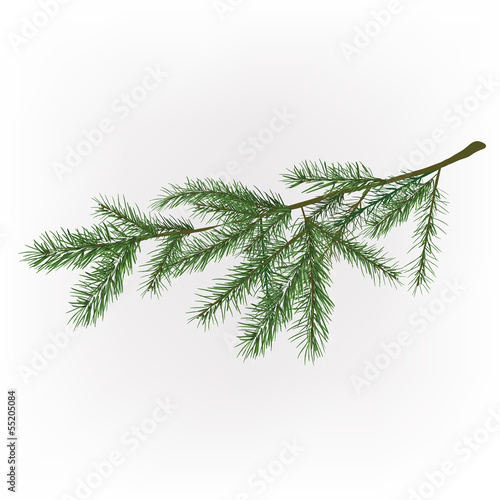 01_Christmas tree branch