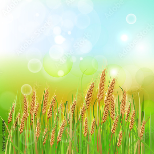 01_wheat