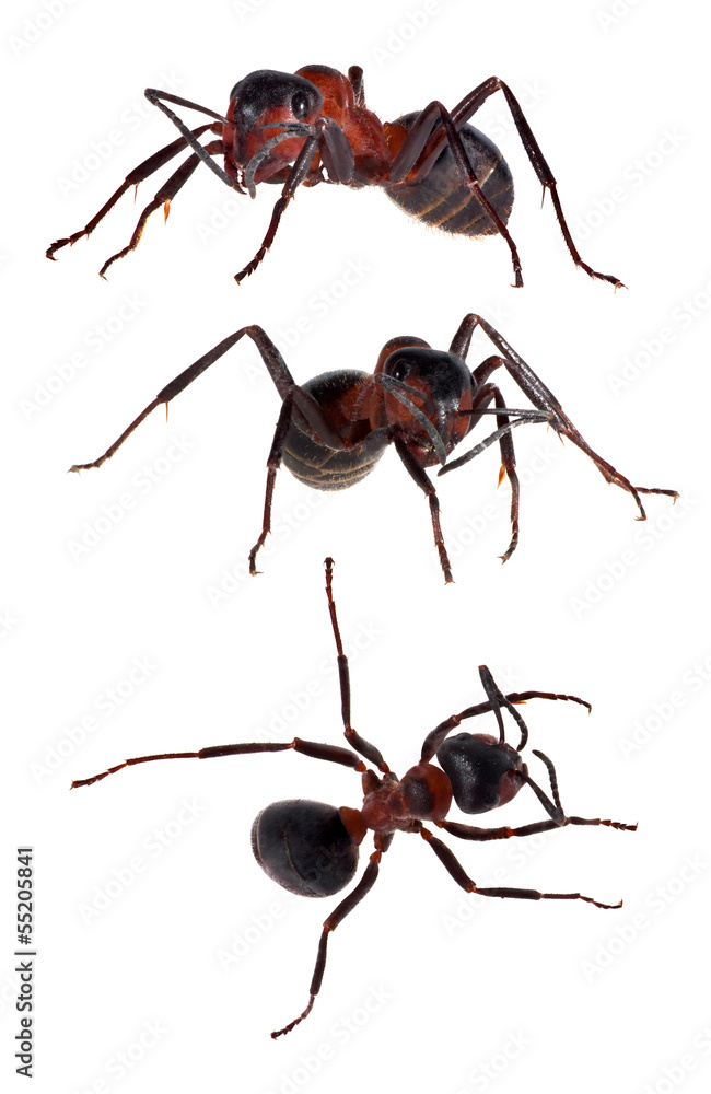three large brown forest ants isolated on white three large brown forest ants isolated on white