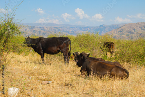 Having a rest cows in the mountain district