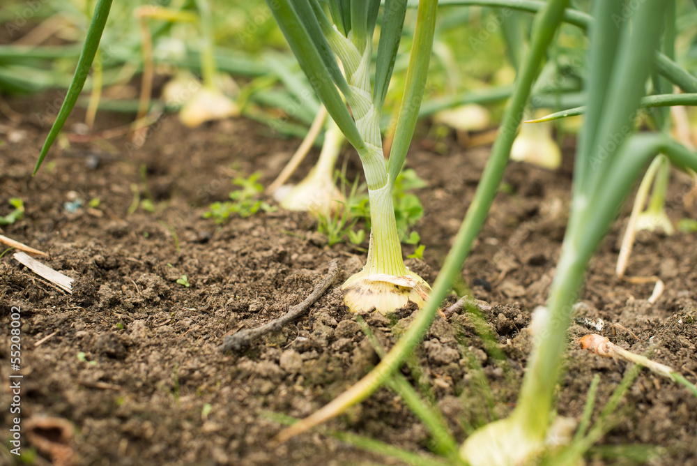 Spring Onions growing Spring Onions growing