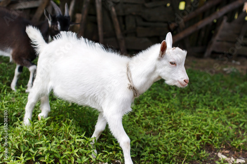 pet goats © Maksim Shebeko
