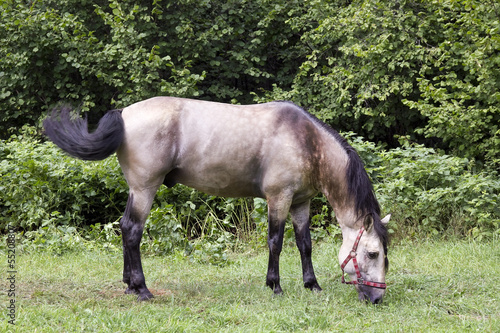Gray horse eat grass