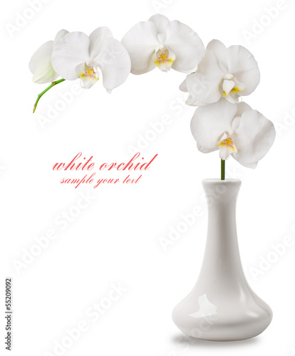 Fototapeta Naklejka Na Ścianę i Meble -  branch white orchid in vase