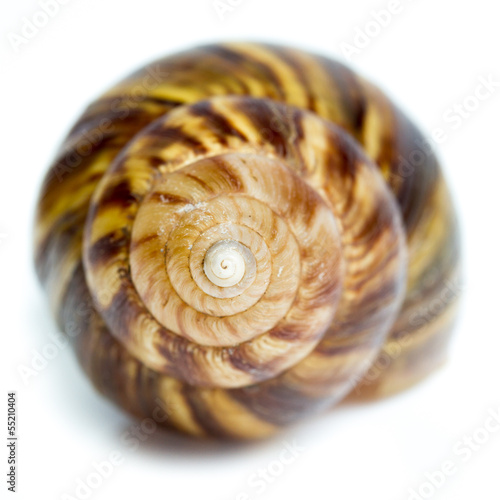 spiral shell