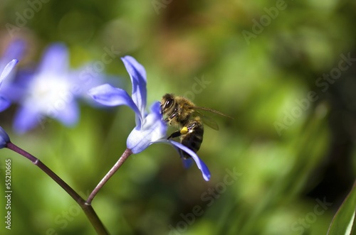 Biene am Blaustern photo