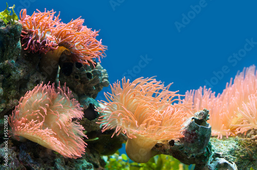 Colorful coral reef background