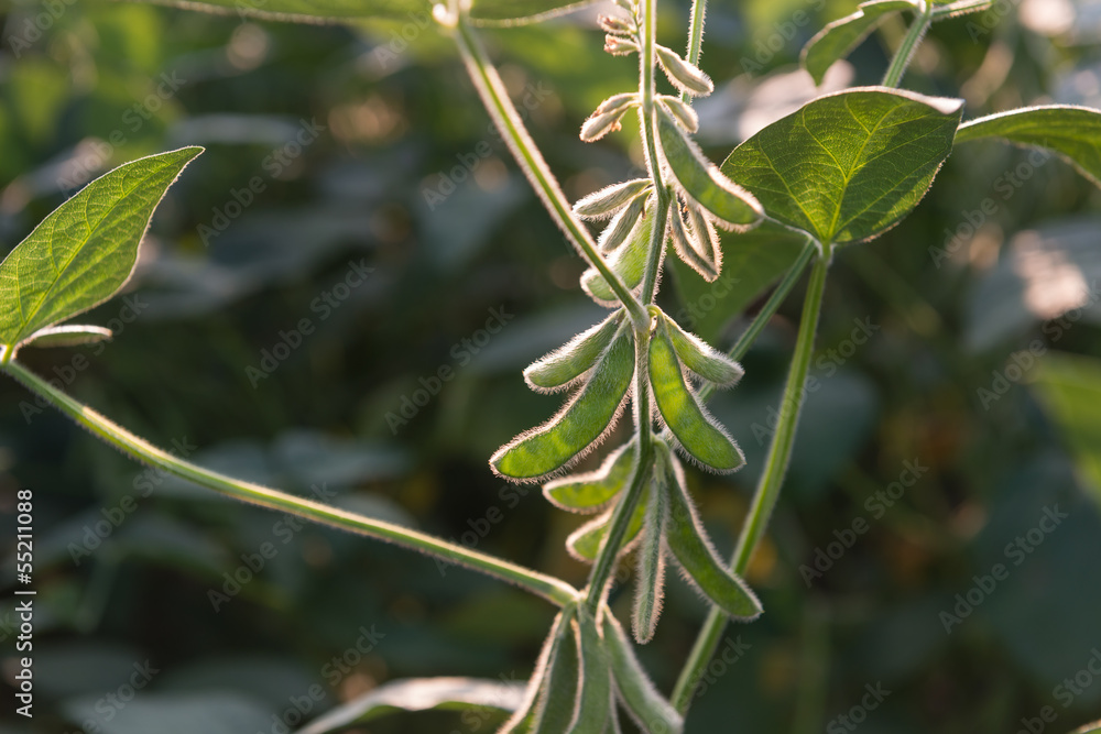Fototapeta premium close up of the soy bean