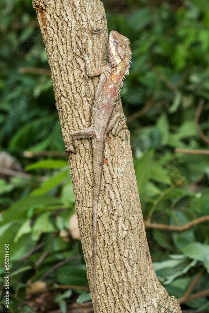 tree lizard tree lizard