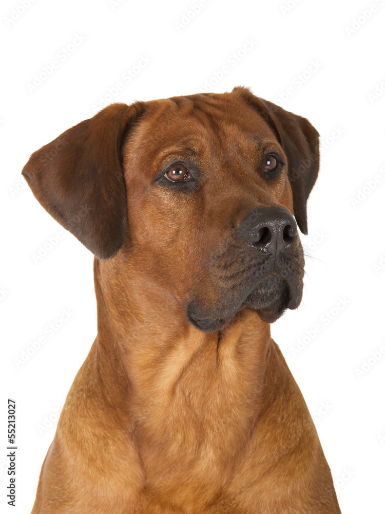 Rhodesian Ridgeback