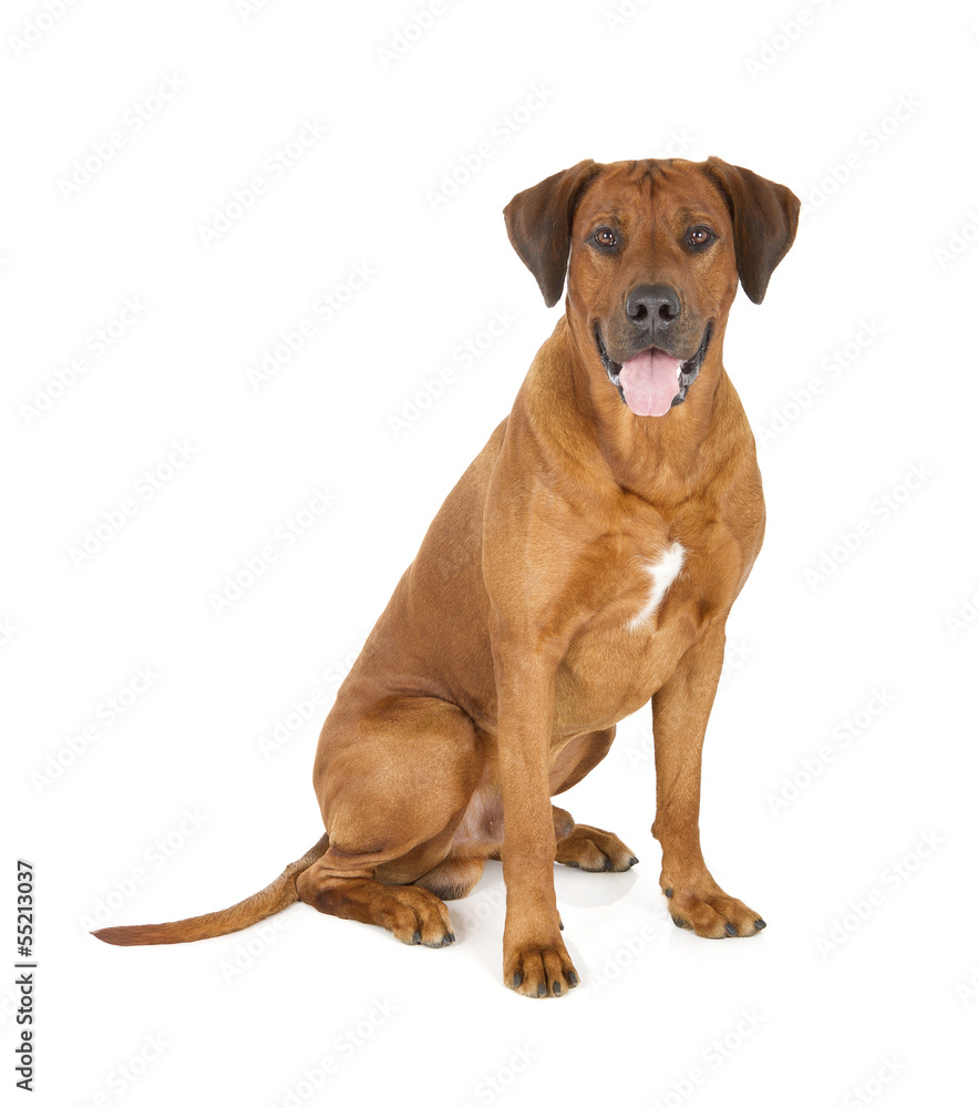 Rhodesian Ridgeback