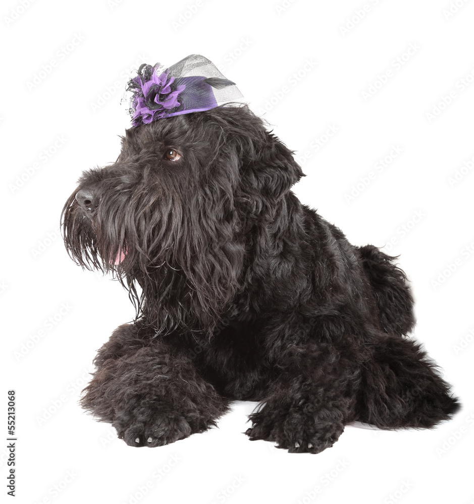 black russian terrier black russian terrier
