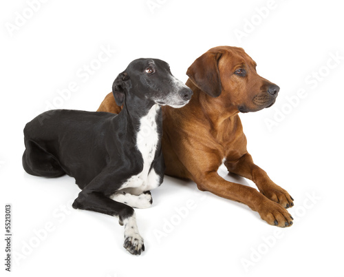 Fototapeta Naklejka Na Ścianę i Meble -  greyhound and rhodesian ridgeback