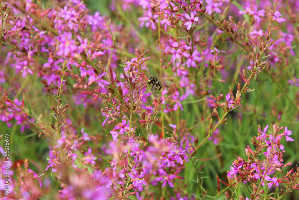 Naklejka premium Bee with flower
